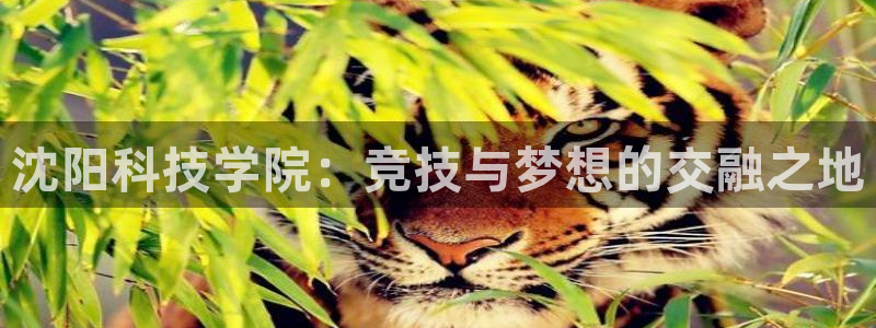 沈阳科技学院：竞技与梦想的交融之地